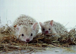 Long_Eared_hedgehog